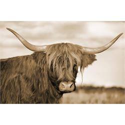TEMPERED GLASS w/ FOIL - HIGHLAND COW SF1586 Image