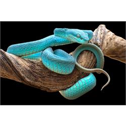 TEMPERED GLASS w/ FOIL - TURQUOISE SNAKE SF1622 Image